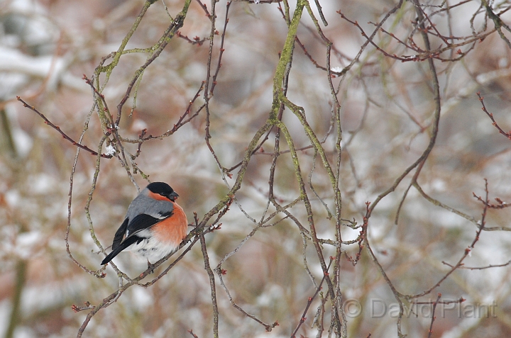 Bullfinch - B.jpg - Bullfinch in the snow - Gloucestershire